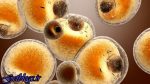 چربی مضر خود را به چربی بافایده تبدیل کنید